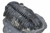 Perfectly Prone, Drotops Trilobite - Large Specimen #222469-4